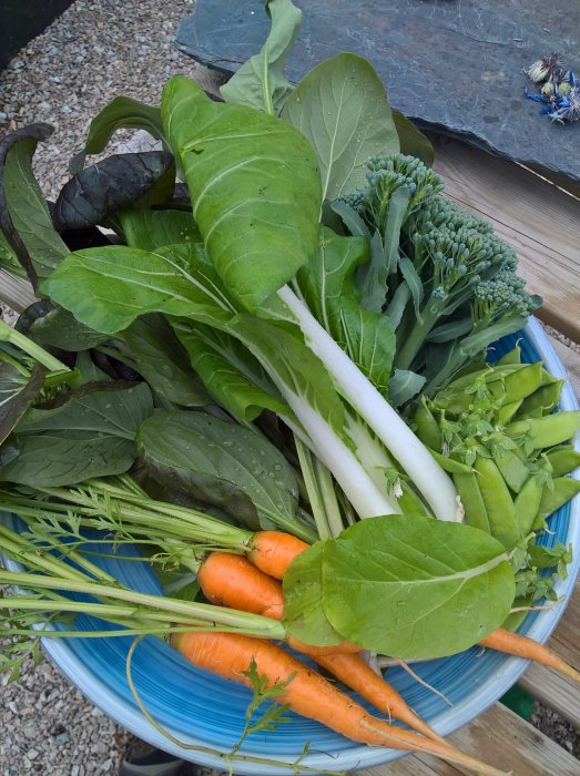 Nyss skördade grönsaker: broccoli, morötter, pak choi, sockerärtor, och piplök på en blå tallrik.