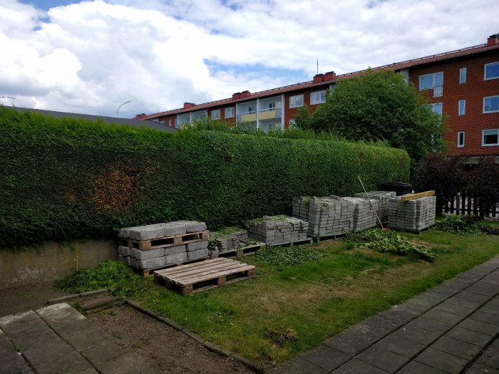 Nyskuren häck vid hus med stenplattor och trädgårdsredskap för ett pågående projekt.