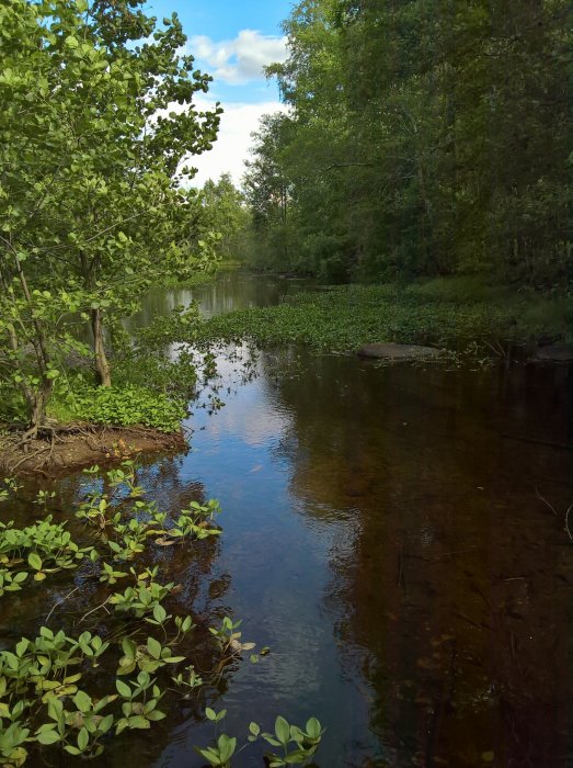 Naturskön bild av en klar bäck som rinner in i en sjö med näckrosor och omgiven av gröna träd och björkar.