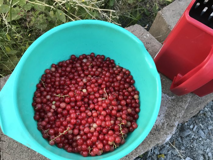 Grönt kärl fullt med nyckärnade röda vinbär vid sidan om en röd bärplockare.