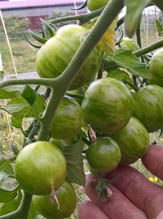 Omoget gröna tomater på gren i växthus med en hand som stödjer dem.
