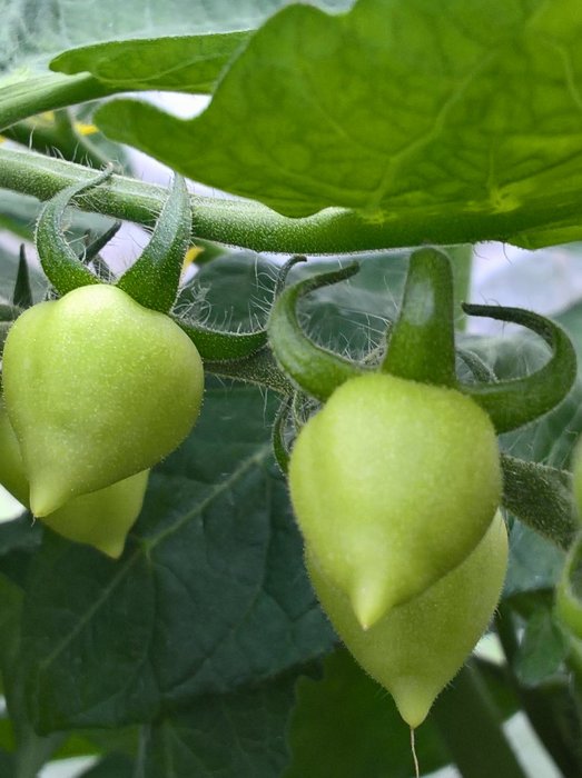 Omoget gröna tomater hängande på en planta med synliga blad och grenar.
