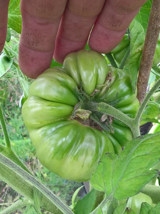 En hand som stöder en grön, omogen tomat på plantan.