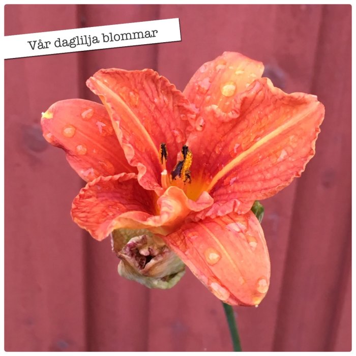 Orange dagliljeblomma med vattendroppar framför röd trall.