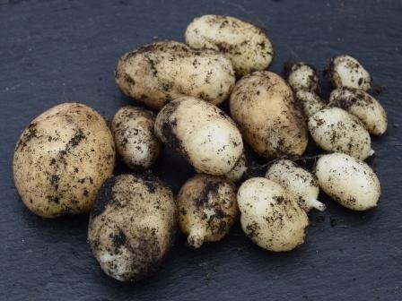 Nyskördade potatisar med jordrester på mörk bakgrund