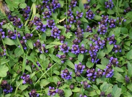 Mörkblå små blommor i grön gräsmatta som användaren undrar över namnet på.