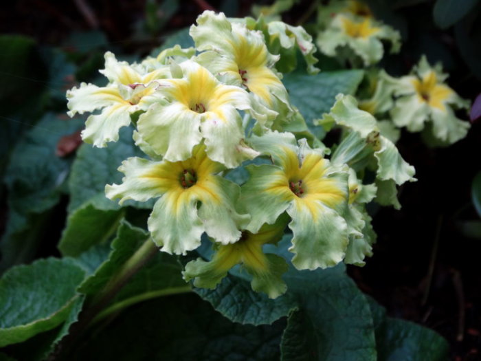 Primula vulgaris 'Francesca' med gula blommor och gröna blad, mot mörk bakgrund i en trädgård.