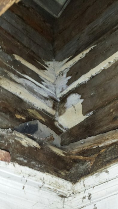 Fläckar av vitt mögel på en timmervägg och mellanbjälklag där tidigare skorsten varit.