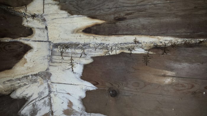 Vitt mögel på timmervägg i gammalt hus, med synligt mellanbjälklag ovanför.