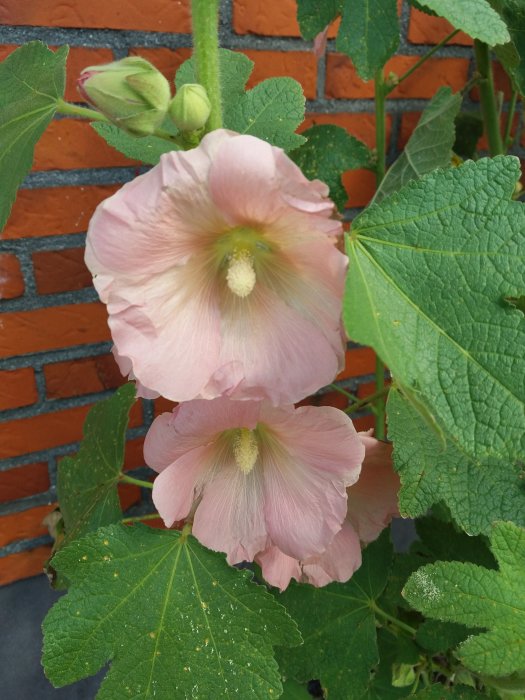 Rosa stockrosor framför en tegelvägg med gröna blad och knoppar.