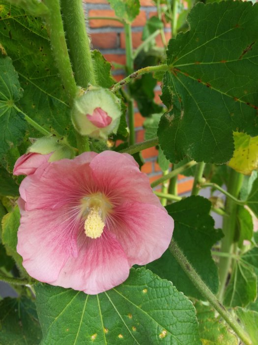 Rosa stockros förgrundsvisning med grön bladverk och tegelvägg i bakgrunden.
