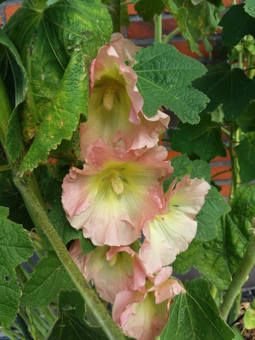 Ljusrosa stockrosor med gula mitten mot en suddig bakgrund av gröna blad och röd tegelvägg.