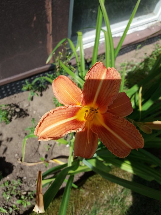 Orange daglilja i fokus med gröna blad i bakgrunden och del av husvägg.