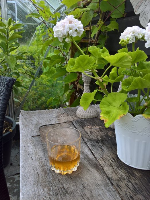 Ett glas med snaps på ett träbord i ett växthus med gröna växter och vita blommor.