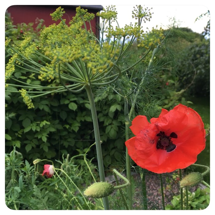 En blommande röd kornvallmo med regndroppar och en liten krasse i en trädgård.