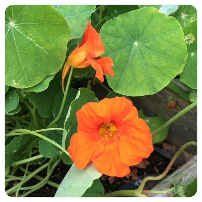 En orange blommande krasse med stora gröna blad i en trädgårdsrabatt.