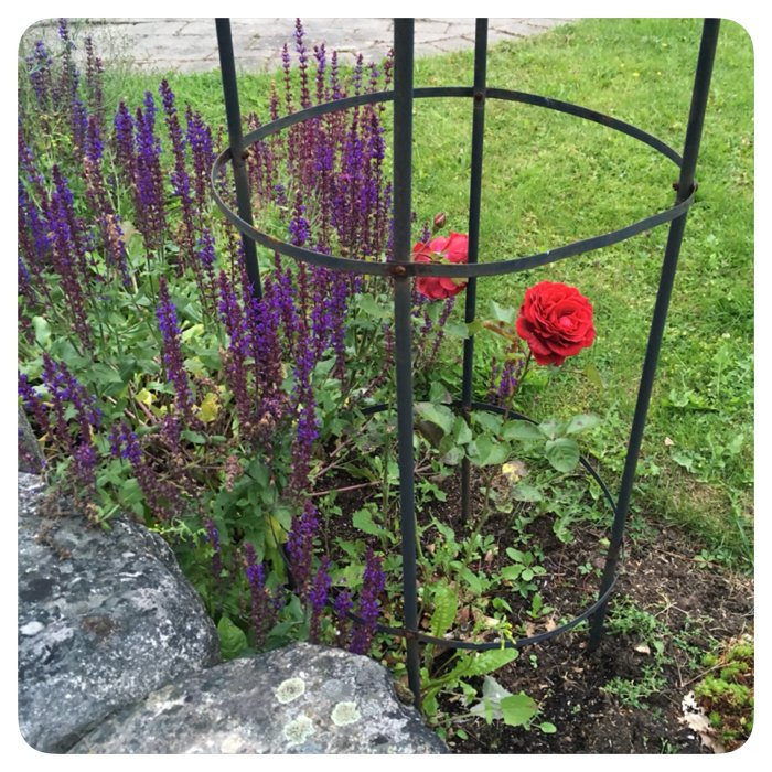 En klätterros i blom och stäppsalvia vid en trädgårdsrosembåge.