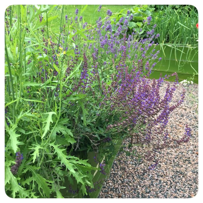 En blandad planteringslåda med stäppsalvia, mangold och andra gröna växter på en grusgång.