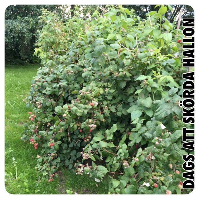 Lush raspberry bushes with ripe and unripe berries ready for harvest.