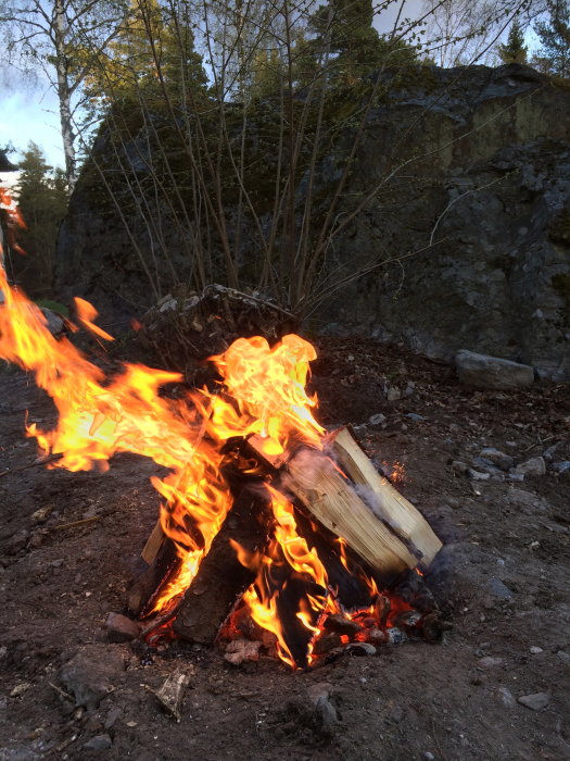 Brinnande vedträn på marken framför stenar och växtlighet, används för att bli av med stubbe.