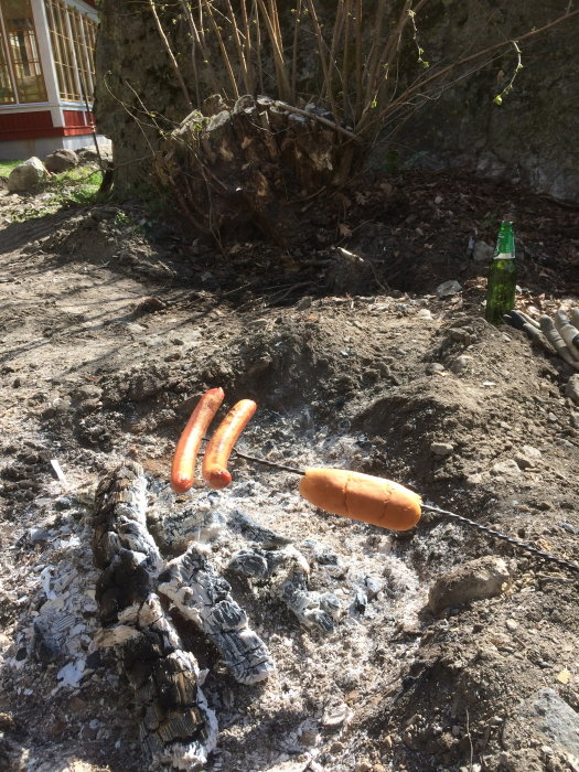 Korv som grillats över glödande kol från en stubbe bredvid en ölflaska.