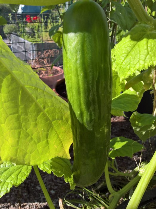 Mogen slanggurka hänger bland gröna blad i ett växthus, osmittad av kvalster.