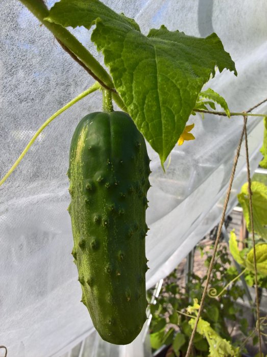 Mogen slanggurka hänger på plantan med gröna blad och stödnät i bakgrunden inuti ett växthus.