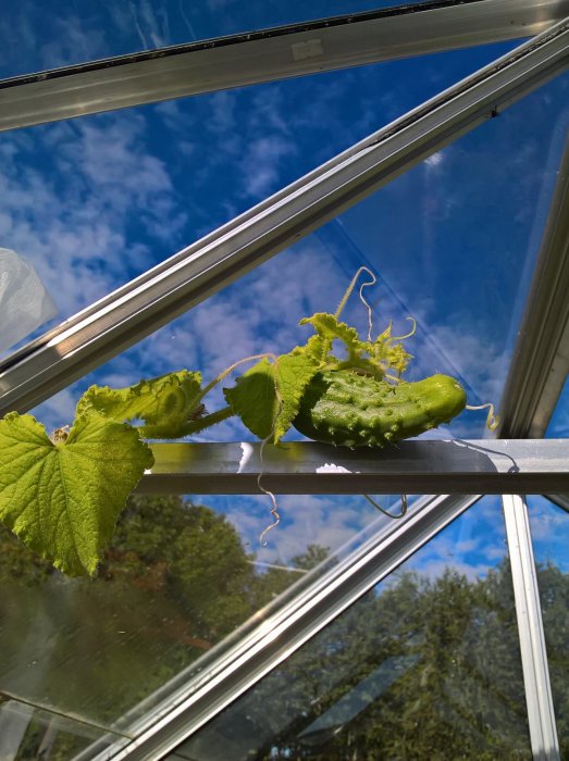 Gurkplanta med frukter och blad inne i ett växthus, några gurkor lutar mot glastaket.