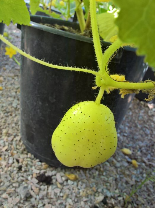 Gul äppelgurka hänger från en planta i en svart kruka mot grusig mark.