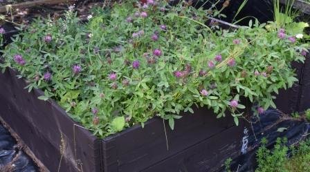 Odlingslåda överfylld med viltväxande klöverblommor.