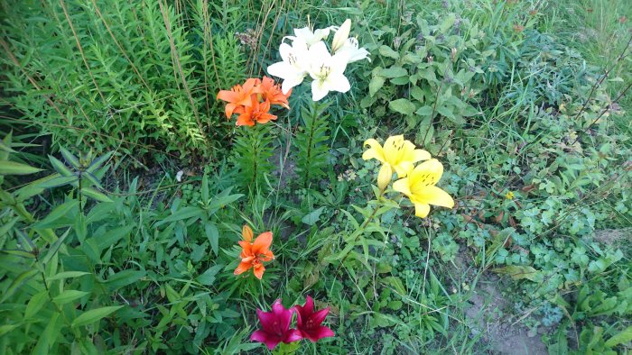 Flerfärgade liljor i blom i en grönskande trädgård.