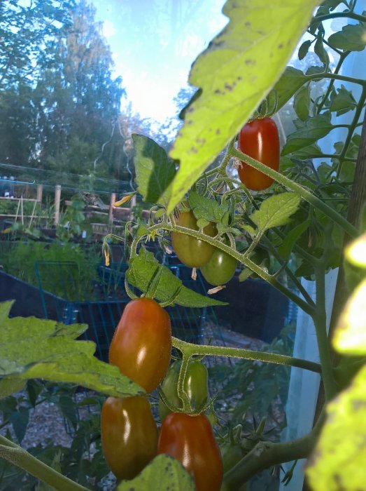 Mogna och omogna tomater på en planta inne i ett växthus.