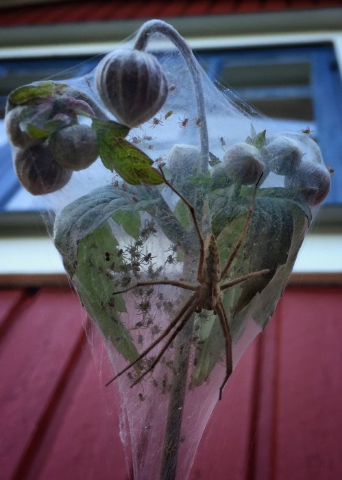 Spindel vaktar sin kull av små spindlar i ett nät på en blommande höstanemon.