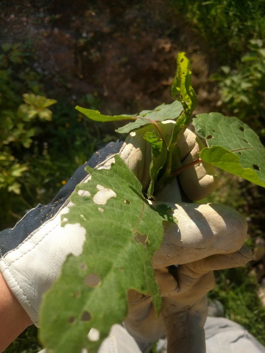 Hand i trädgårdshandske håller blad av parkslide med skadeangrepp och hål.