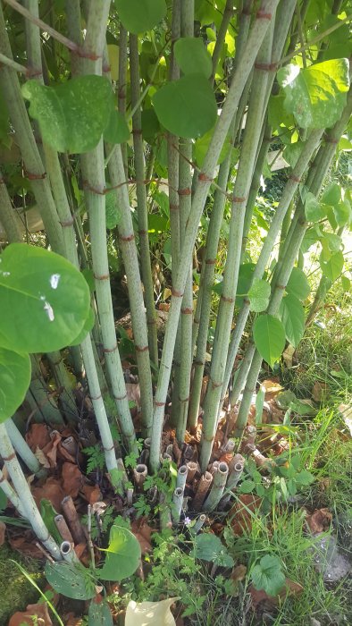 Täta gröna häckväxter med långa stjälkar och blad, omgivna av visset lövverk på marken.