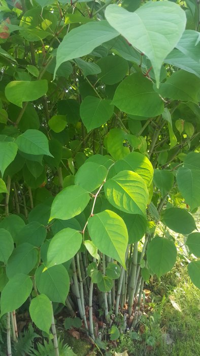 Häck med gröna blad och raka, avklippta grenar som inte spridit sig på över 10 år.