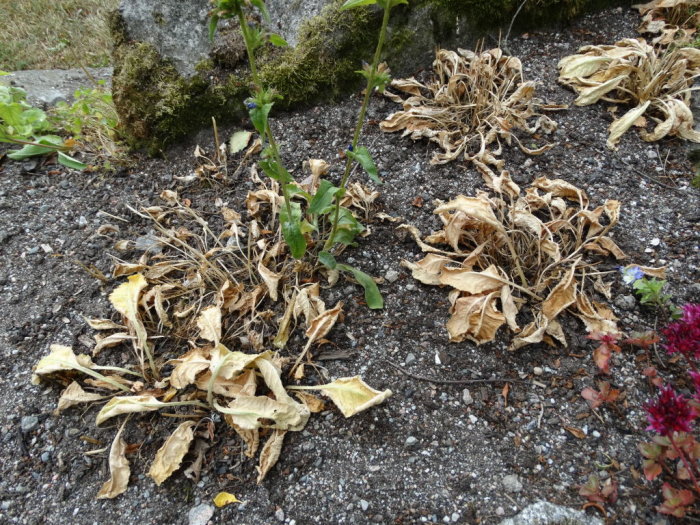 Trädgårdsland med uttorkade och vissna blommor på grund av torka.