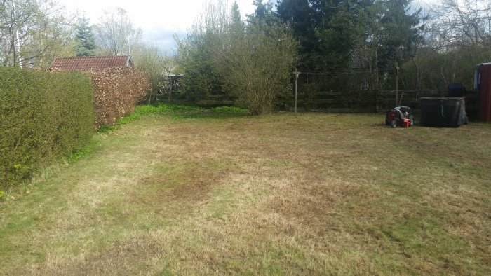 Trädgård under renovering med ojämn gräsmatta, några gröna fläckar och verktyg till höger.
