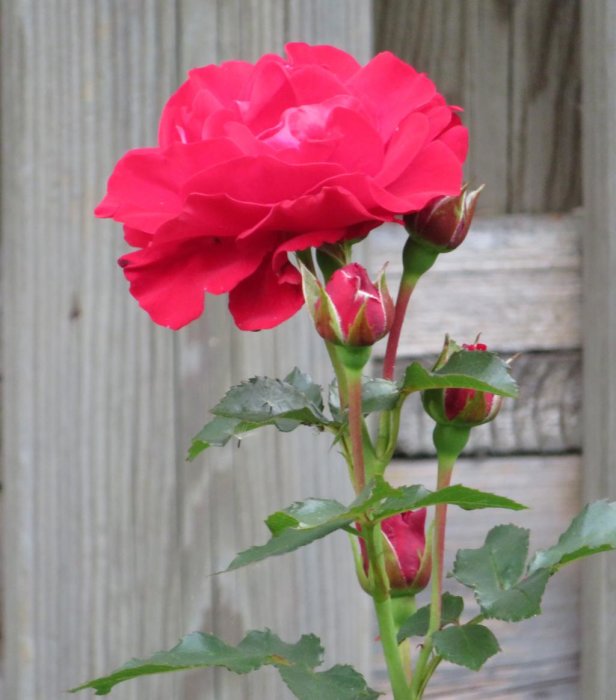En blommande röd ros med knoppar mot en suddig träbakgrund.