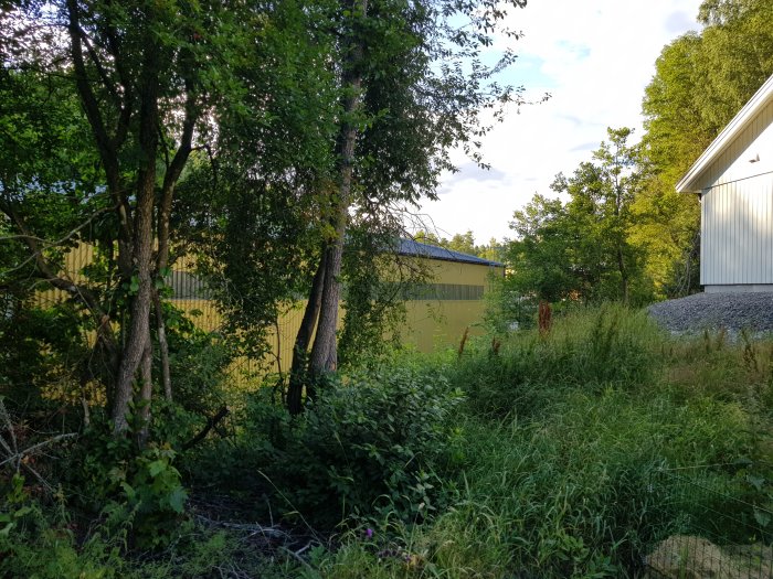 Utsikt över en bevuxen tomtgräns mot ett gult plåtskjul och en vit byggnad i ett sluttande landskap.