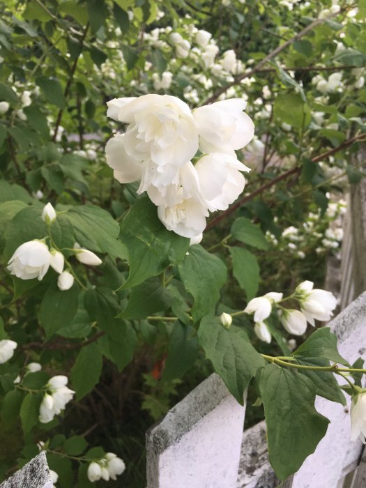 Vit blommande buske med flera öppna och knoppande blommor, intill ett staket.