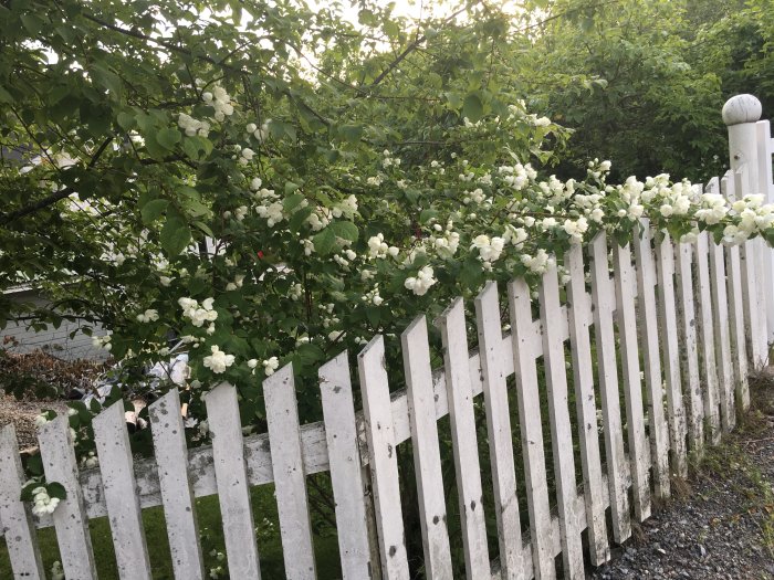 Vit blommande buske växer längs med ett slitet vitt staket på kvällen.