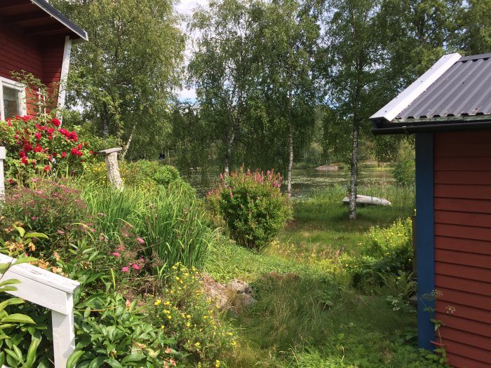 Översikt av en frodig trädgård vid en röd stuga med sjöutsikt och en båt vid bryggan.