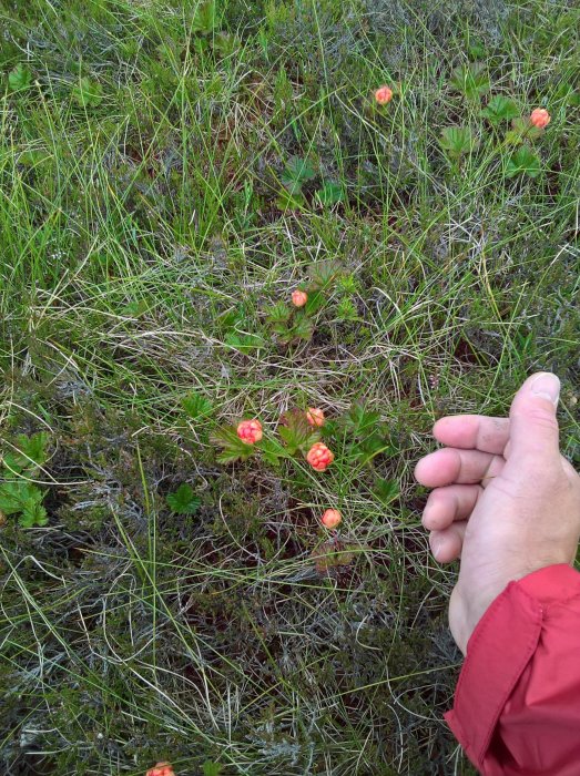 Omoget hjortron i naturlig miljö, med någons hand som pekar mot bären.