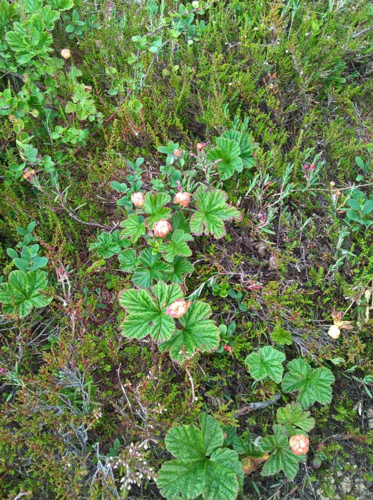 Närbild av hjortronplantor med gröna löv och omogna orangefärgade bär i en skogsmark.