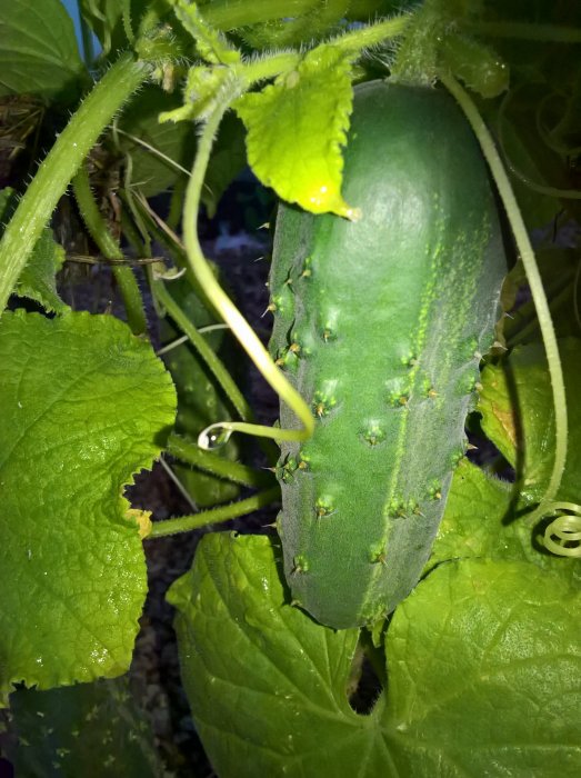 Närbild på en grön omoget druvgurka omgiven av bladverk och gurkplantans slingrande rankor.