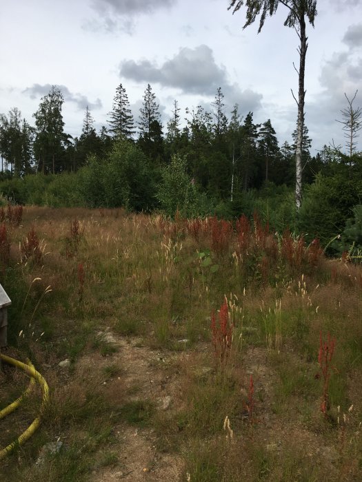 Ogräsbevuxen sprängstenstomt med högt gräs och stenar, angränsande till skog.