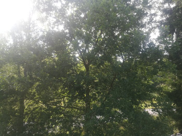 Altan med utsikt över gröna trädtoppar, ger en känsla av sommar och avkoppling.