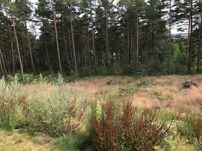 Brant slänt täckt med ogräs och några stubbar med skog i bakgrunden.