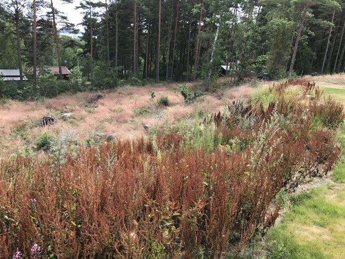 Brant slänt med högt ogräs och stenar på en stor tomt omgärdad av träd.